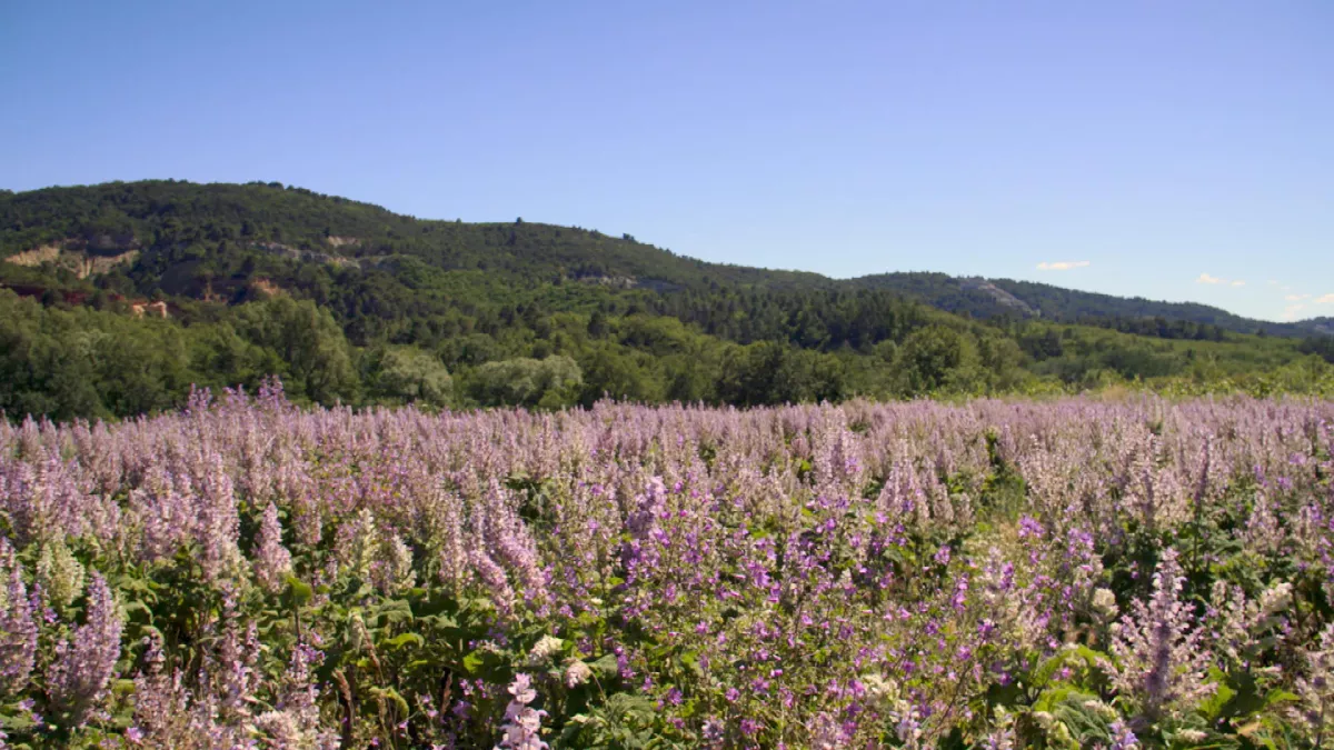 © Eclectic Production NOS PRAIRIES VALENT DE L'OR