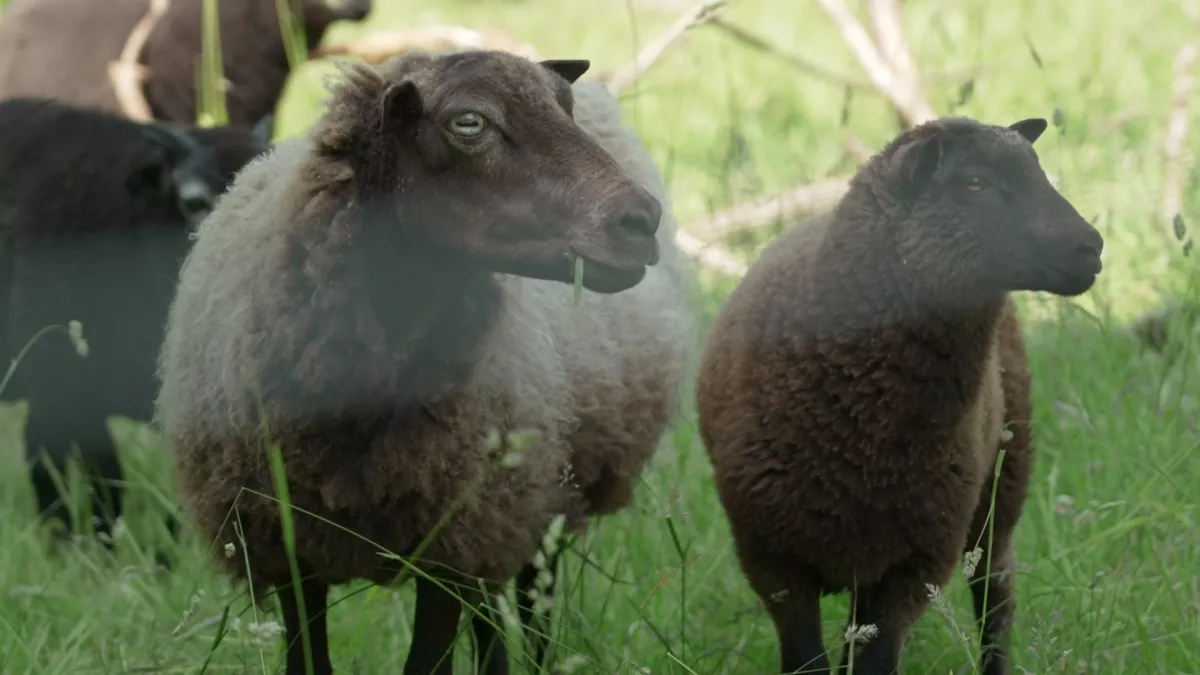 Moutons