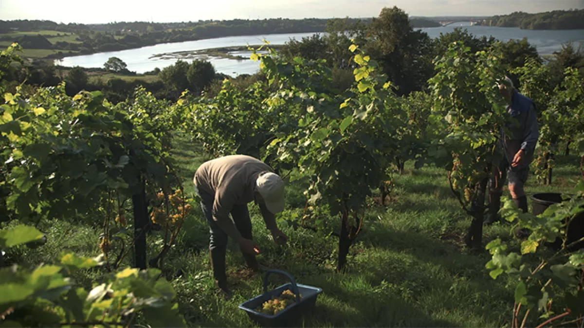 Vendanges en utopie