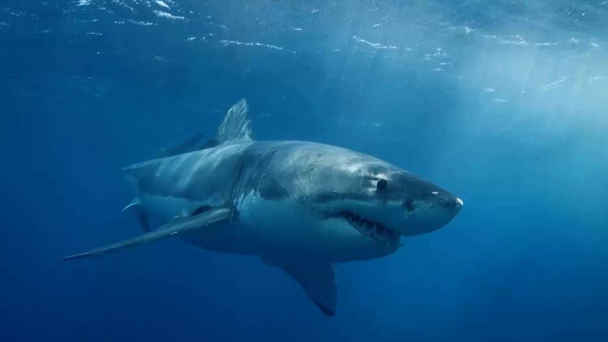 thalassa requin
