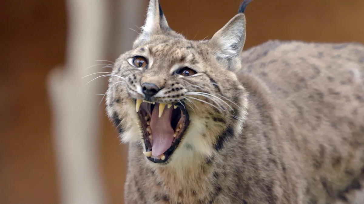 A LA LISIÈRE, Lorane et le lynx boréal