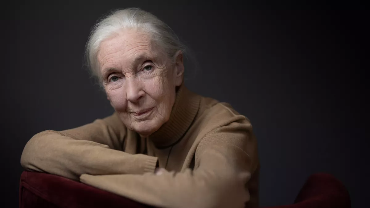 FTV rend hommage à Jane Goodall