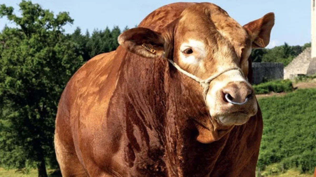 Concours National Limousin