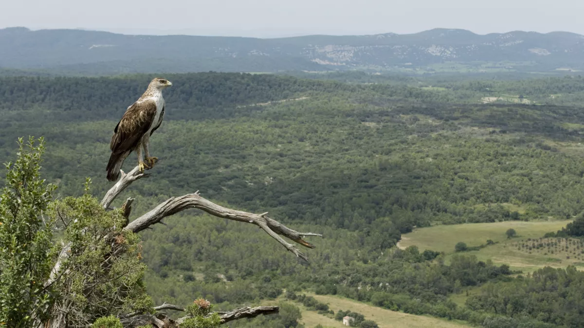 Aigle de Bonelli