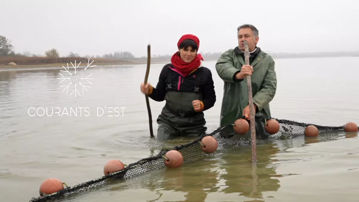 Courants d'Est - Les gardiens des étangs de Lachaussée - SOURCE FTV 