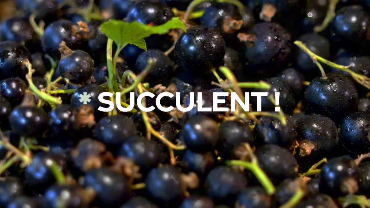 succulent le cassis