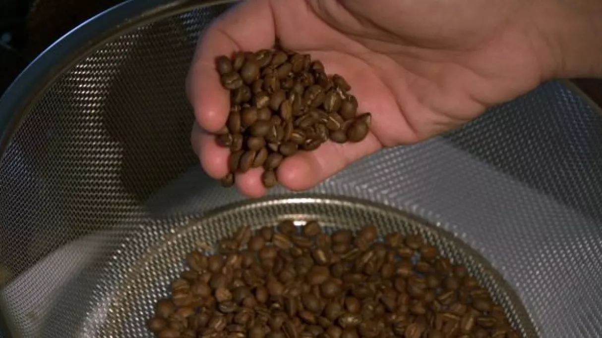 Café calédonien : l’alchimie d’un pays