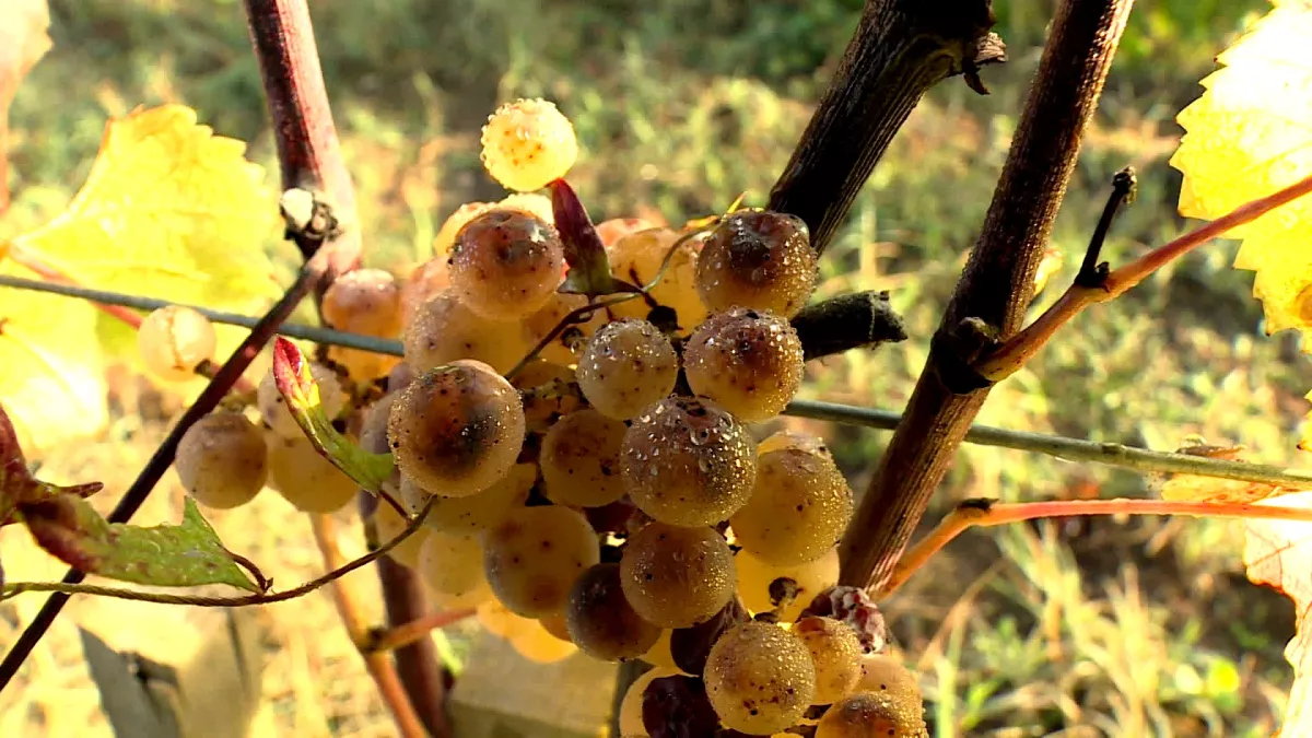 Cote chateaux en Sauternais