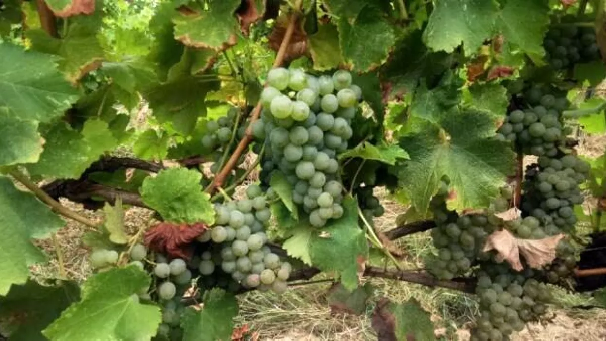 CC vendanges en blancs