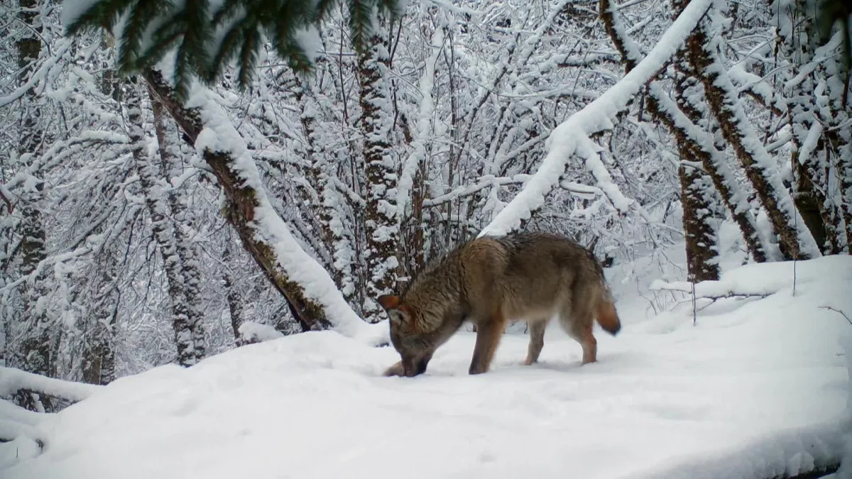 sur la piste des loups