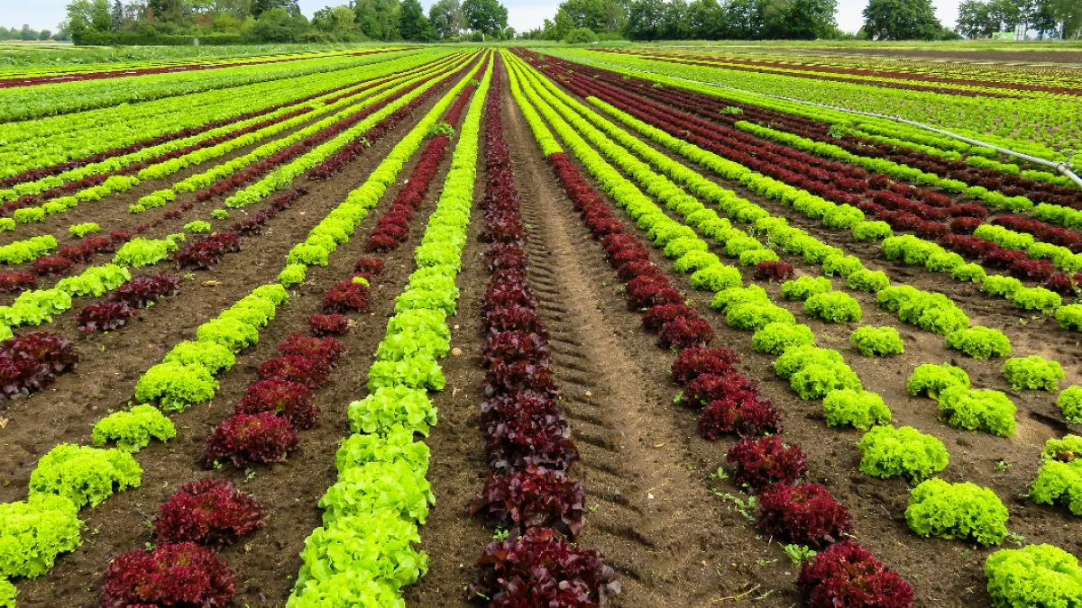 Agriculture 2024 Agriculture 2024