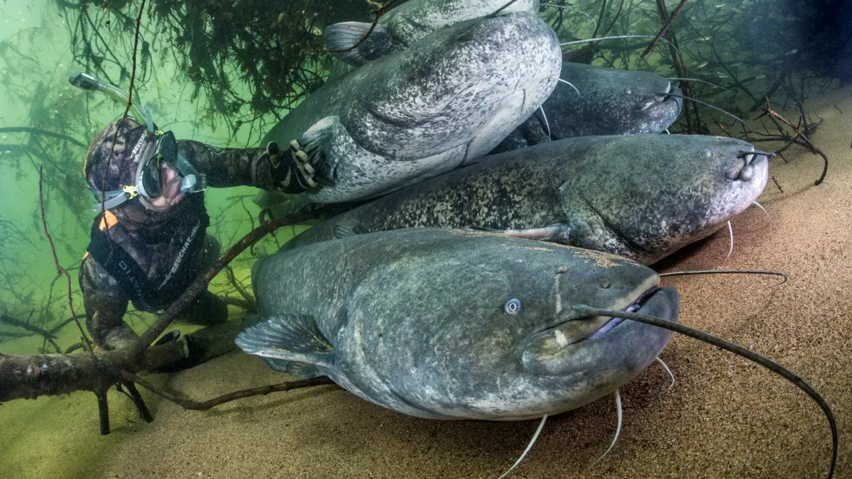 Un plongeur au milieu des poissons