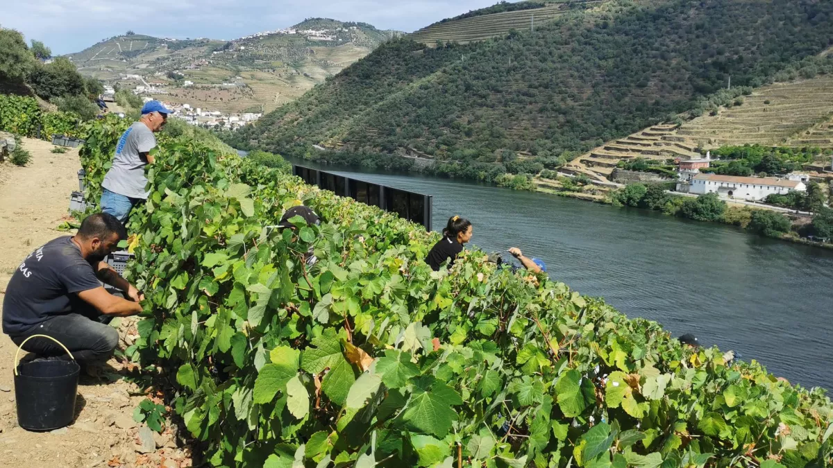 ÉCHAPPÉES BELLES : Les villages historiques du Portugal Au cœur de la Beira Alta, région frontalière de l'Espagne située au nord-est du Portugal, se cachent douze villages, les "Aldeias históricas". Sophie Jovillard part à la découverte de ces bourgades, œuvre de plusieurs générations de rois qui, préoccupés par la défense du territoire, se sont chargés de peupler et de fortifier la région.