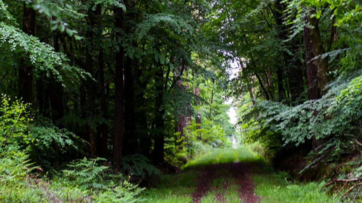 La forêt de Brocéliande