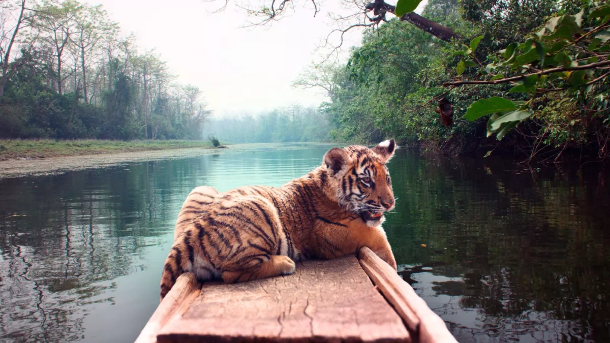 Le Nid du Tigre