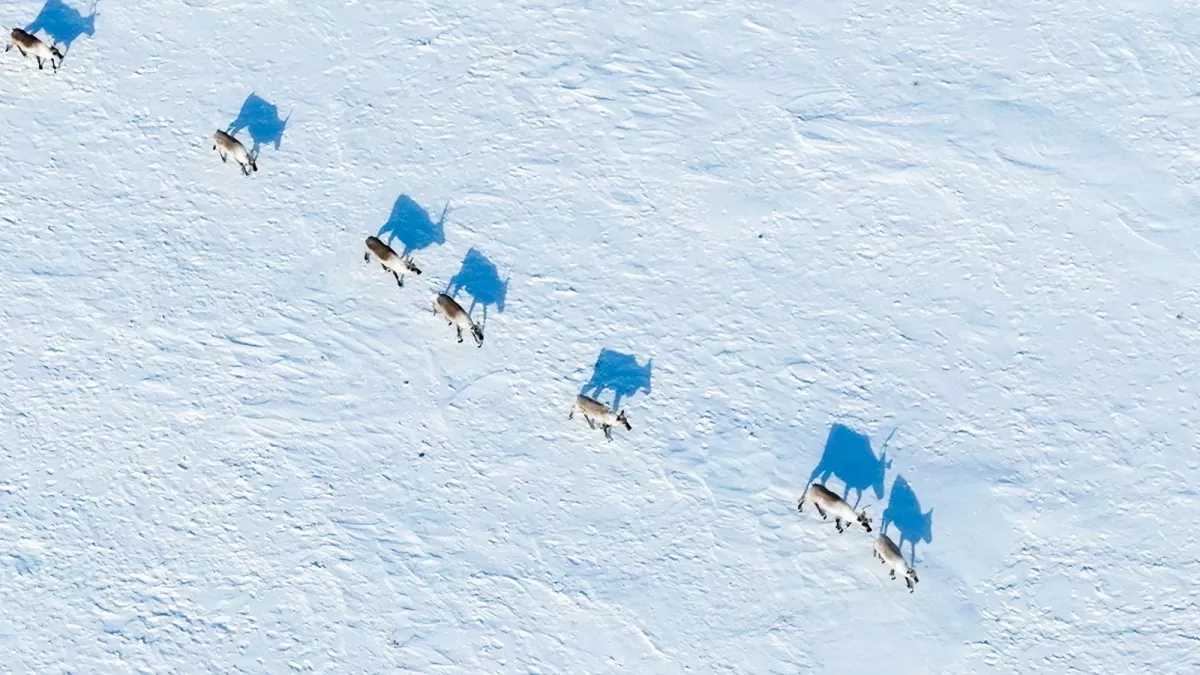 In the Steps of the Caribou: An Artic Odyssey In the Steps of the Caribou: An Artic Odyssey