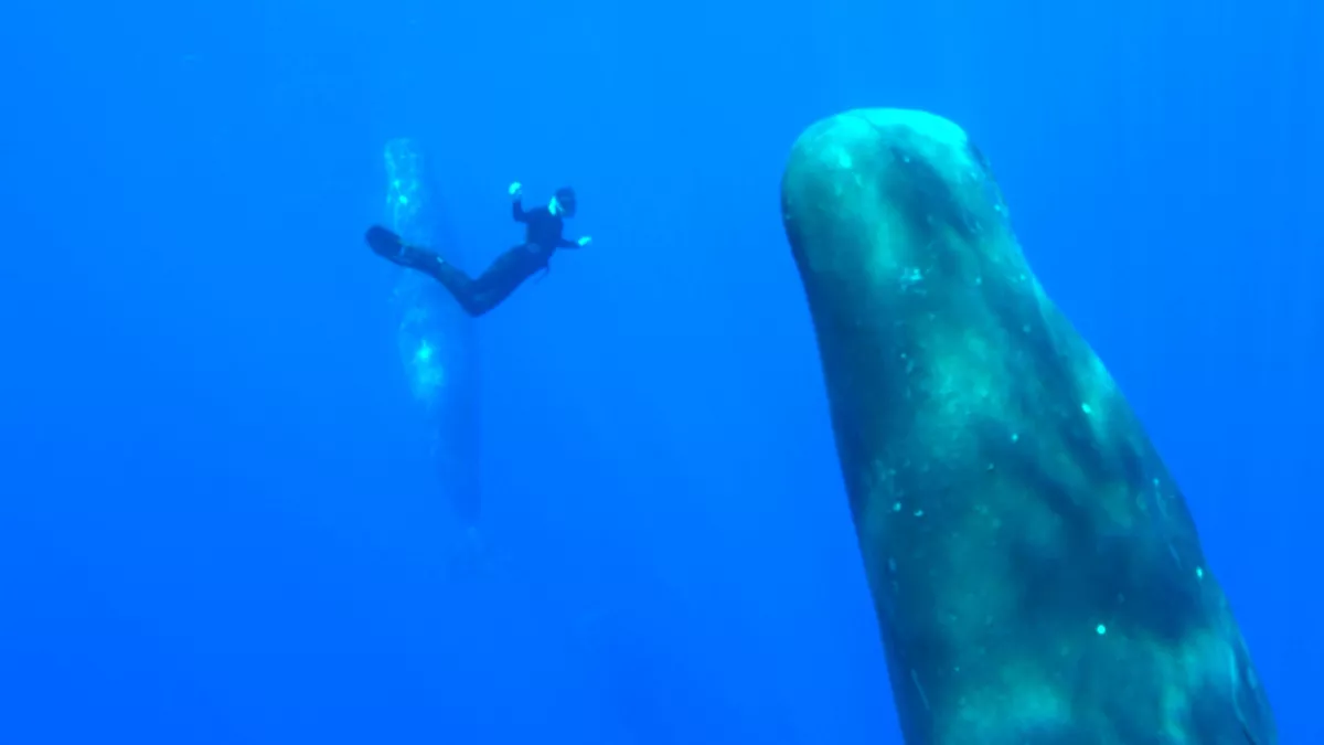 Thalassa Thalassa