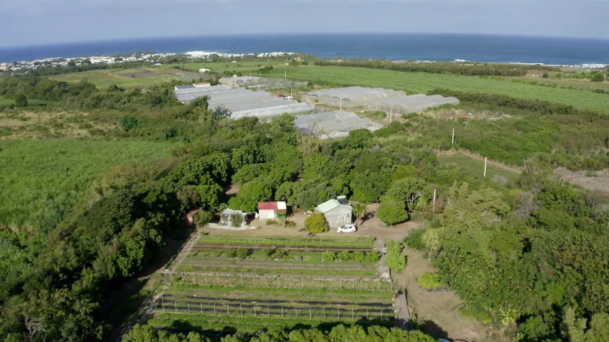 Dans la ferme de l'Îlot Paradis à La Réunion, Sandrine, Bruno et leur associé, Nicolas, pratiquent l’agroécologie en maraîchage et vergers.