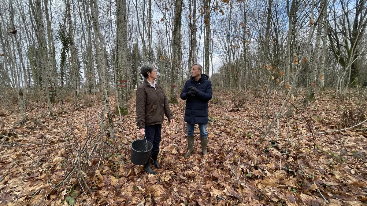 NoA sur terre - la sylviculture NoA sur terre