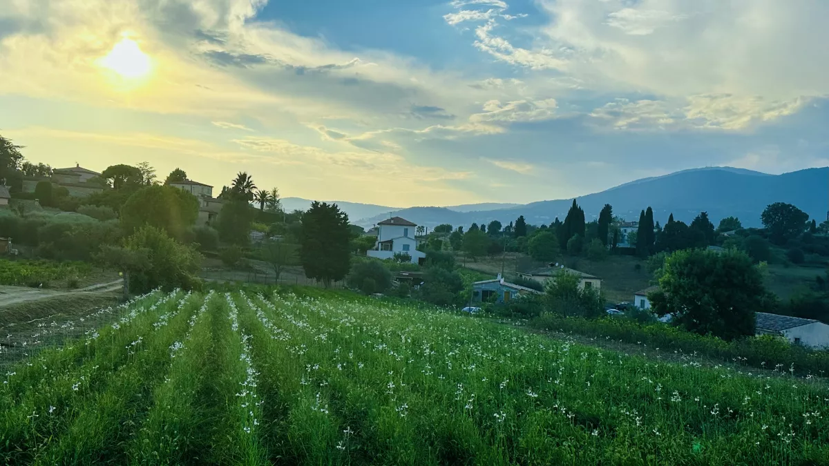 La Ligne Bleue : Fleurs de Parfum, retour en Grasse