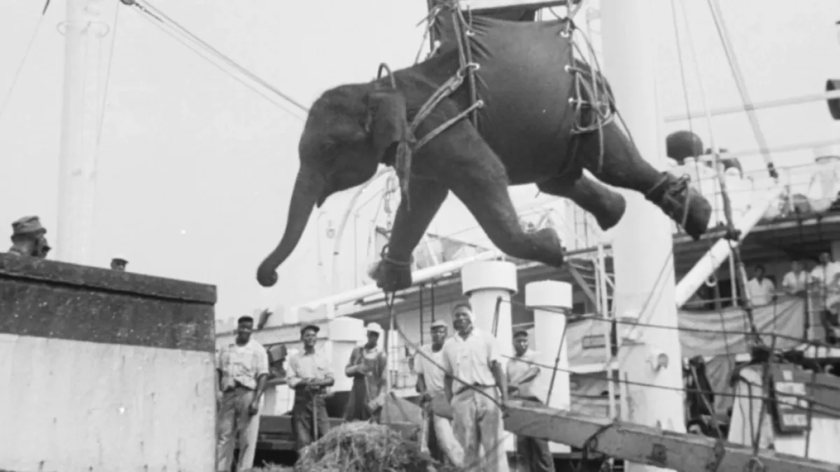LA TRAGIQUE HISTOIRE DE FRITZ L’ÉLÉPHANT