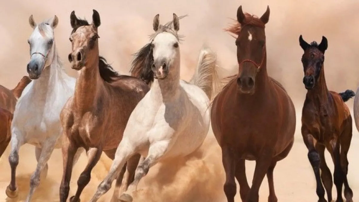LES GALOPS DU PACIFIQUE En Nouvelle-Calédonie, sur la Grande Terre, vivent des chevaux sauvages, mais aussi des purs-sangs. Depuis les premiers temps de la colonisation, il y a un siècle et demi, une véritable passion pour l'élevage de chevaux et les courses hippiques s'est développée