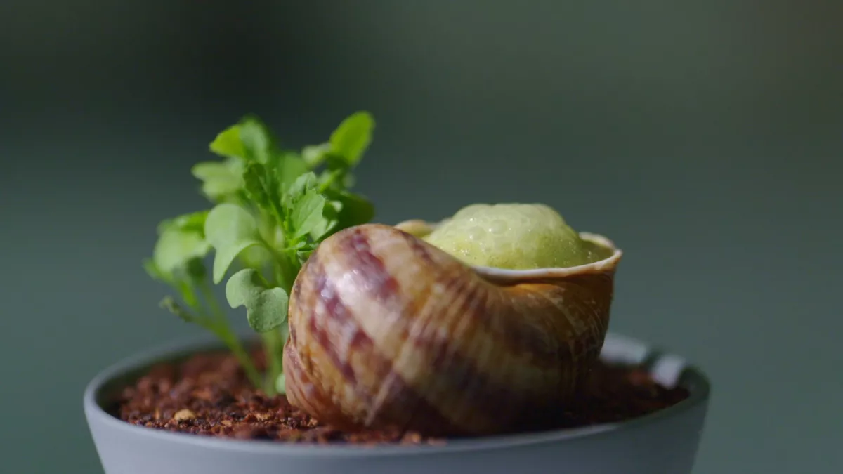 Les escargots