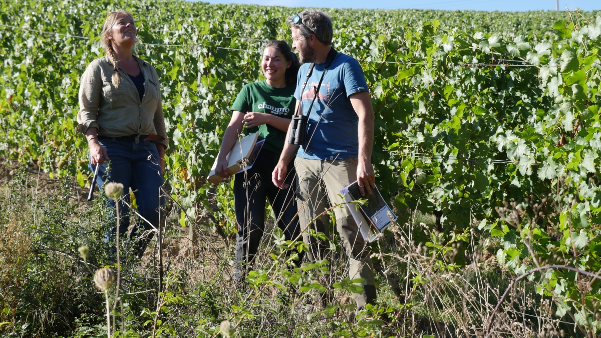 Envie dehors ! Anjou, au coeur des vendanges 