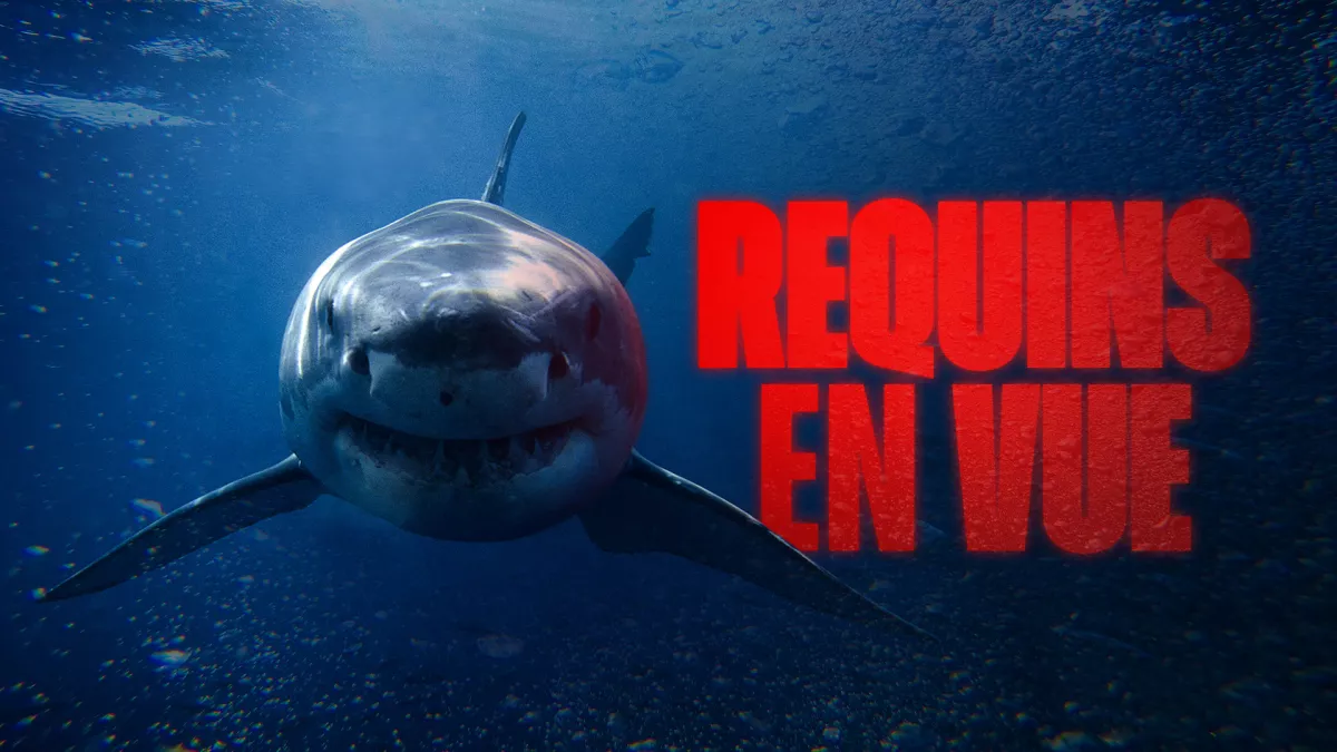 Requins en vue