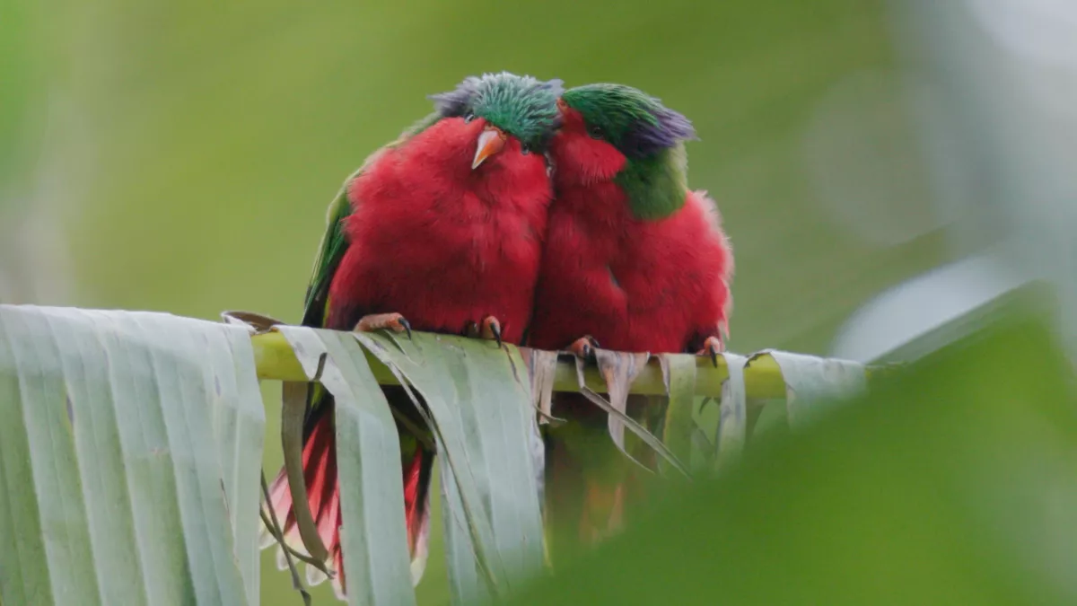 © Rewild Production – 2024 Ura, sauver l’oiseau sacré des Australes