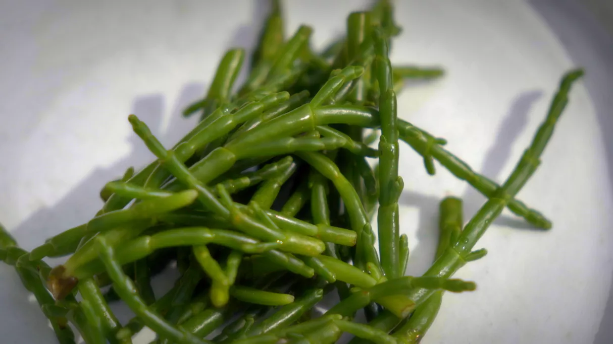 Succulent ! La salicorne