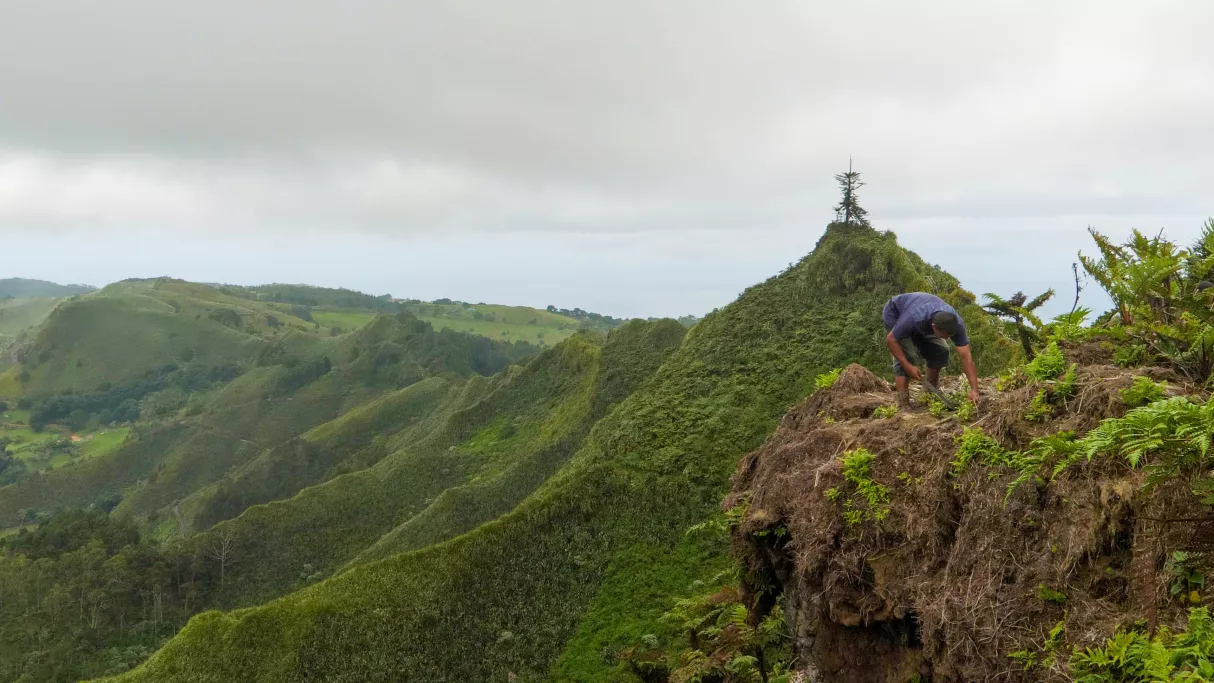 Sainte-Hélène, bastion de la biodiversité - Sommet de Dianas Peak_Alexandra Childs