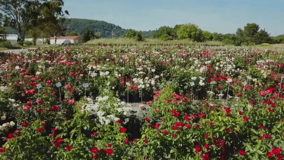 La rose est la fleur la plus vendue au monde • © Maydia Production Jardin de roses