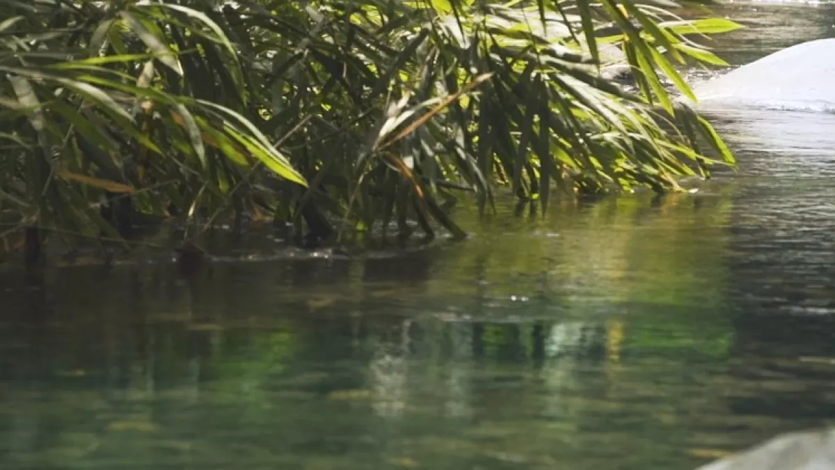 Documentaire : La voix des rivières Documentaire : La voix des rivières