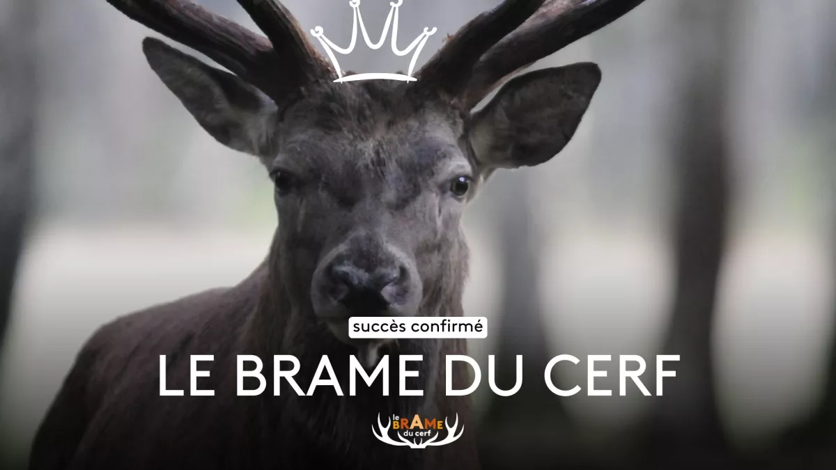 BRAME DU CERF