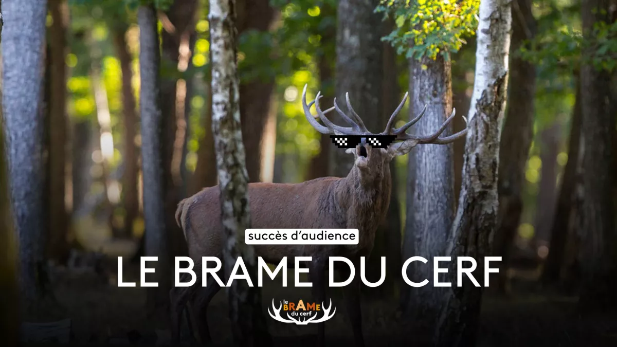 Le brame du cerf