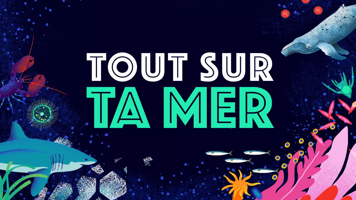 Tout sur ta mer sur Lumni Visuel emblématique Tout sur ta mer avec des éléments marins