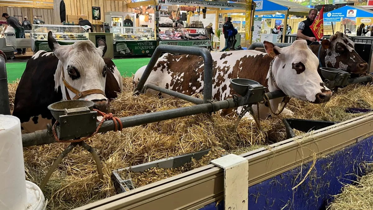 SIA 2024 Vaches