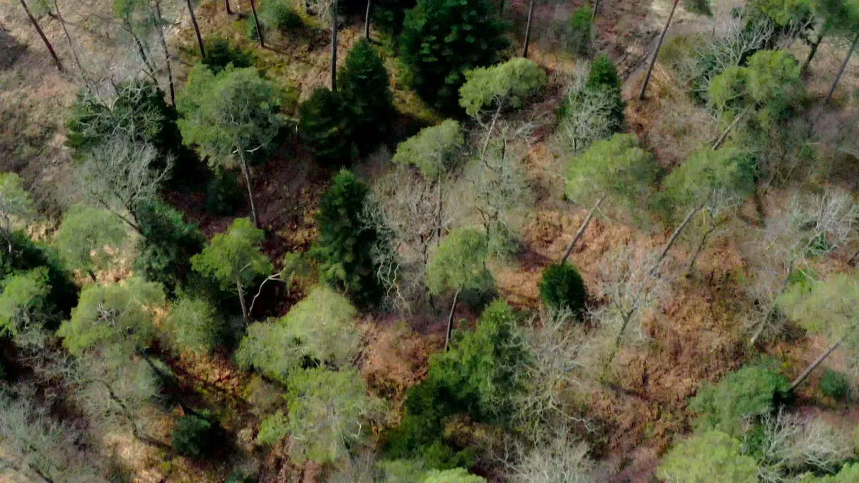 Enquêtes de Région - forêts