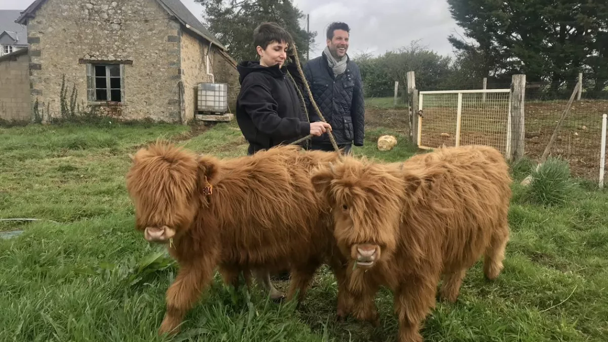 Le goût des rencontres en Pays de la Loire - Bœuf Highland Grégory Cuilleron avec des vaches highland