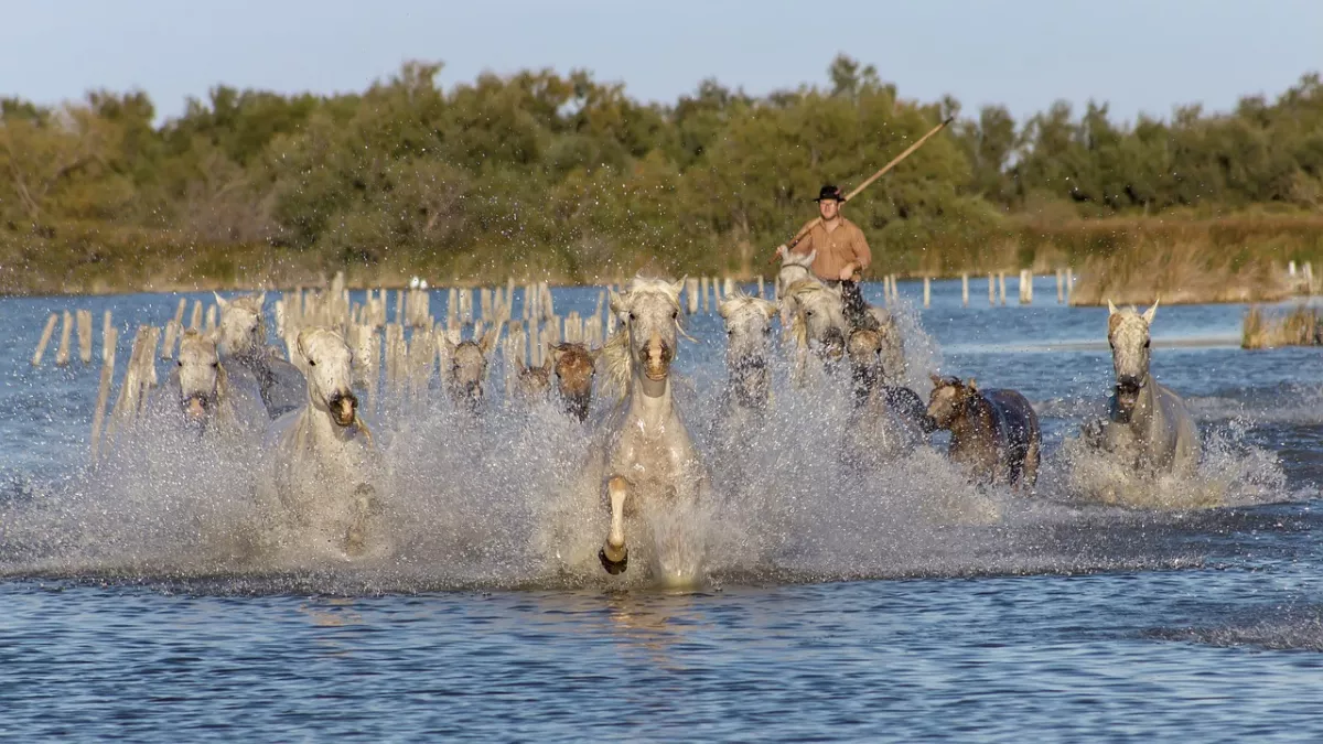 Editions spéciales en direct de la Camargue © Pixabay Cavalier et troupeau de chevaux