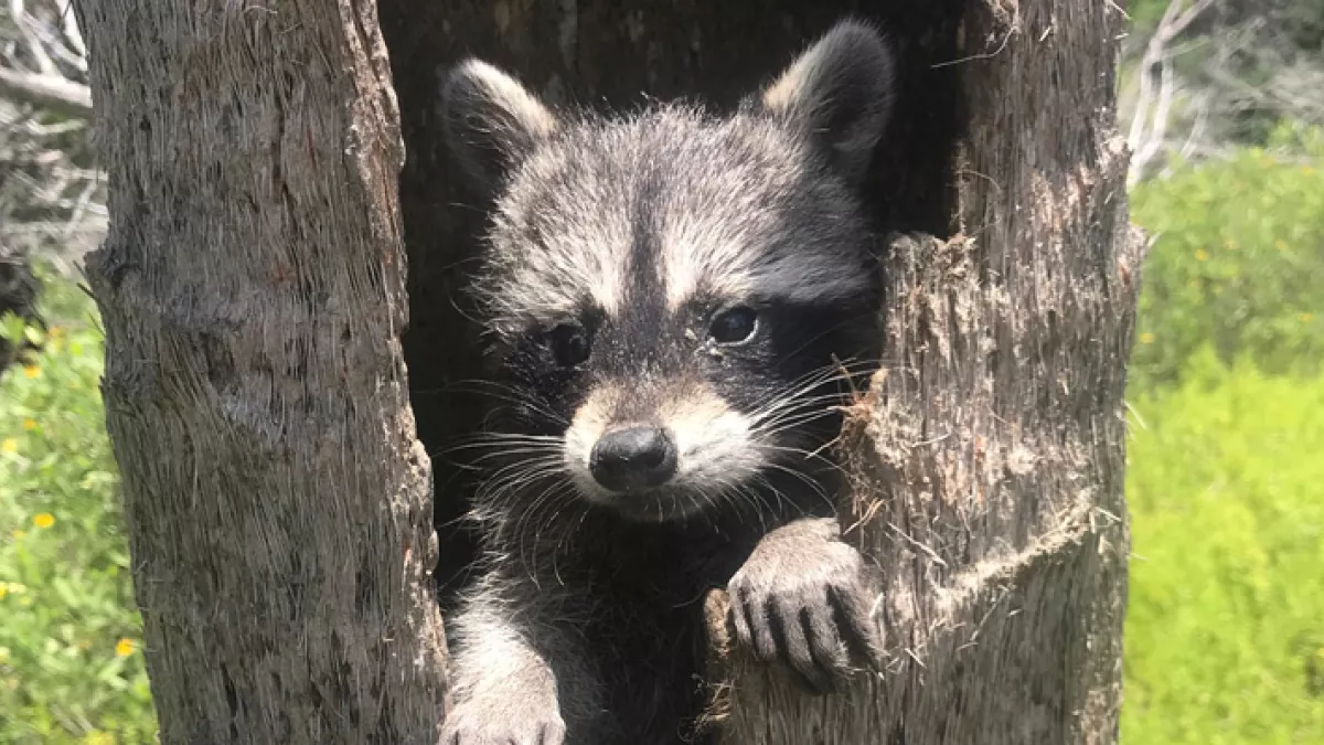 Le raton laveur, roi du survivalisme "Le raton laveur, roi du survivalisme", réalisé par Emma Baus, un documentaire qui s'intéresse aux remarquables capacités d'adaptation de ce mammifère omnivore et opportuniste qui n'hésite pas à se rapprocher des humains pour survivre.