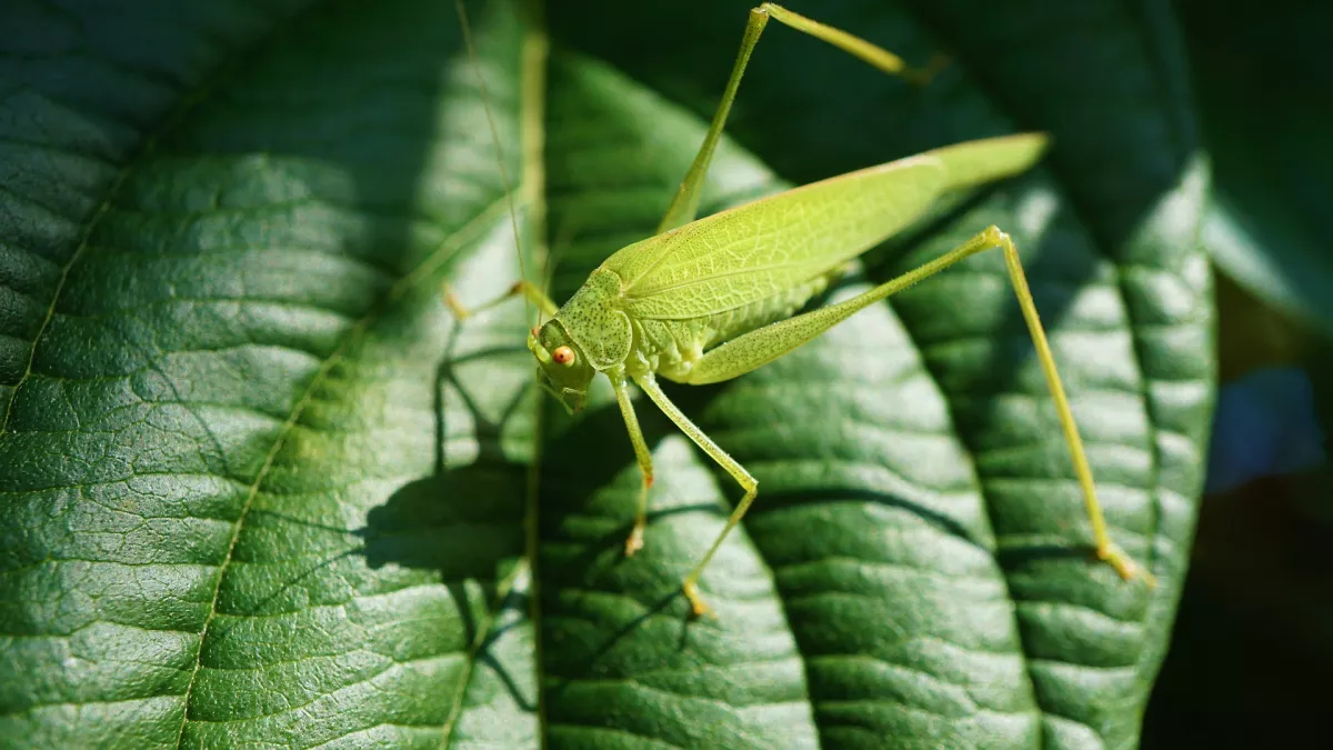 des fourmis dans les jambes