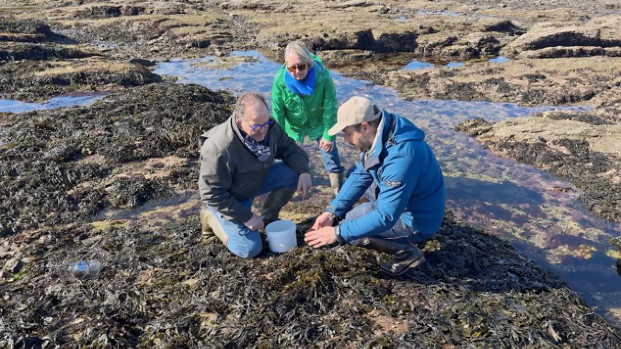 Homard & Cordon Bleu - Caroline