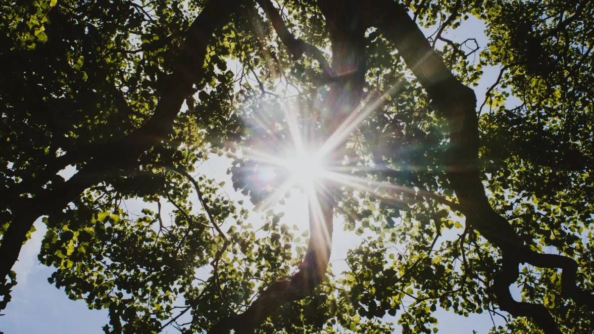 DEP été PDL Arbre et soleil