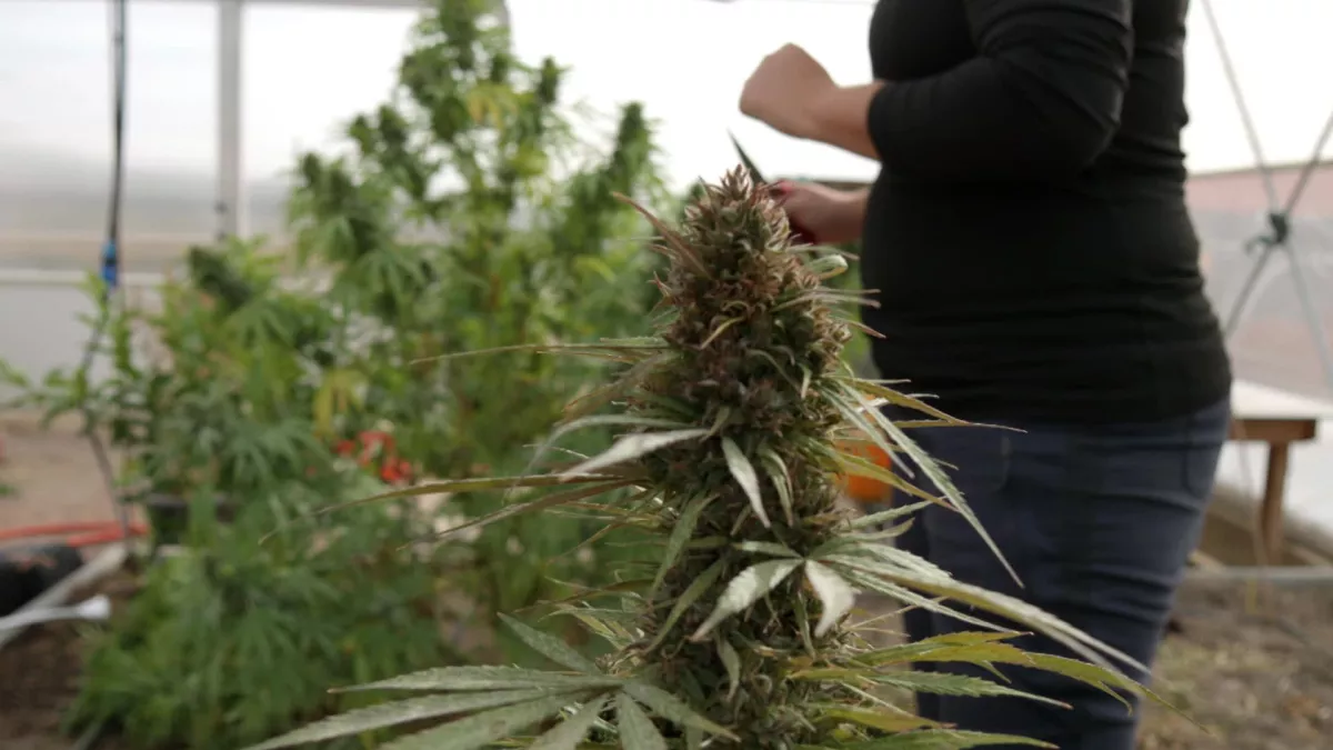 Les business du cannabis Les business du cannabis