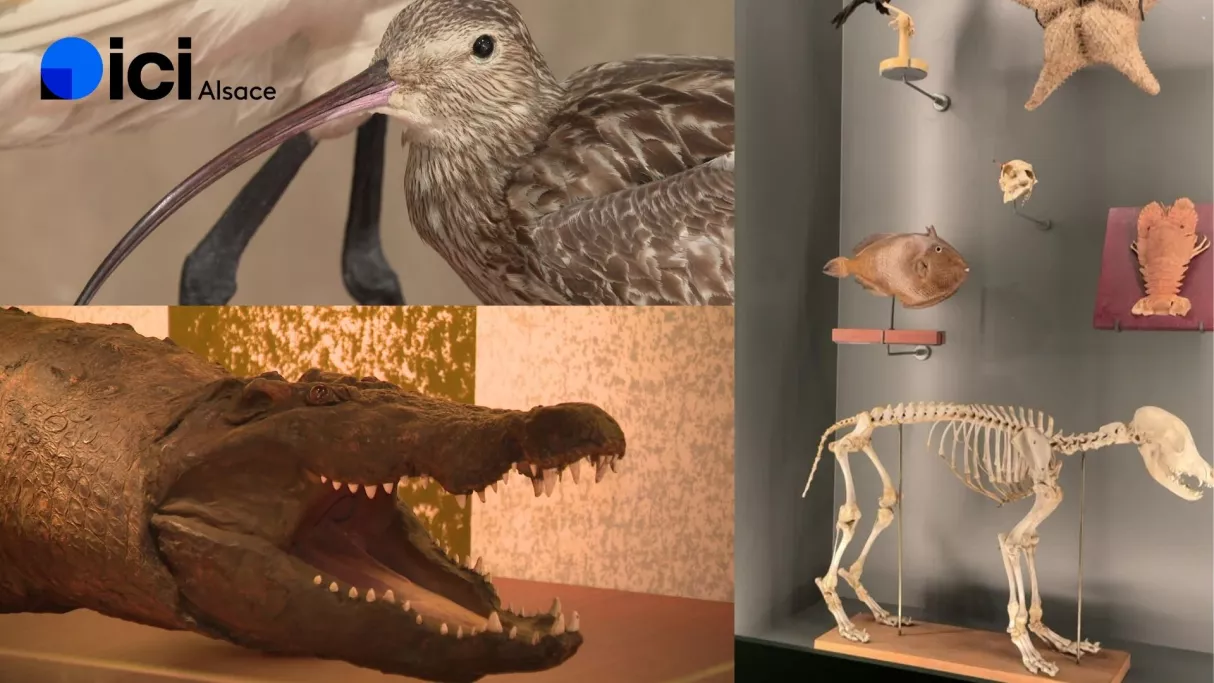 ici 12/13 Alsace et ici 19/20 Alsace au musée zoologique de Strasbourg