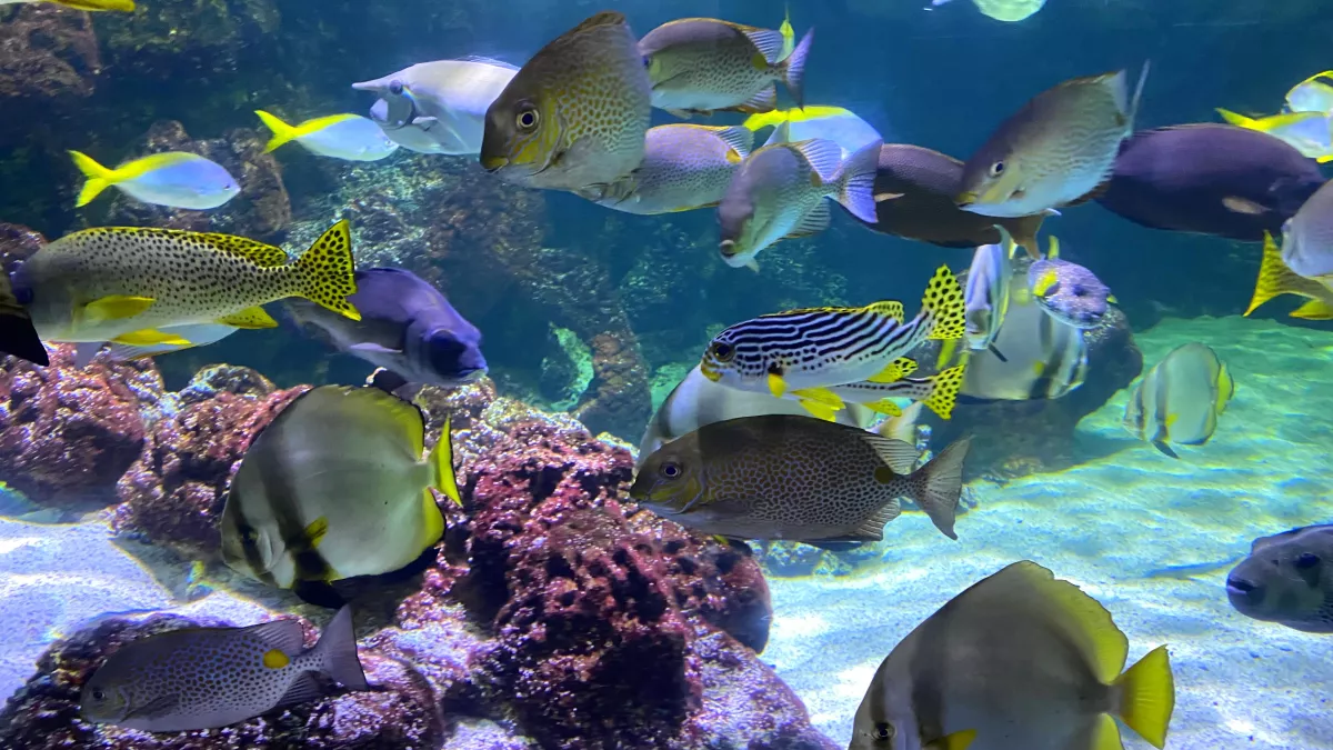 Aquarium de La Rochelle Aquarium de La Rochelle