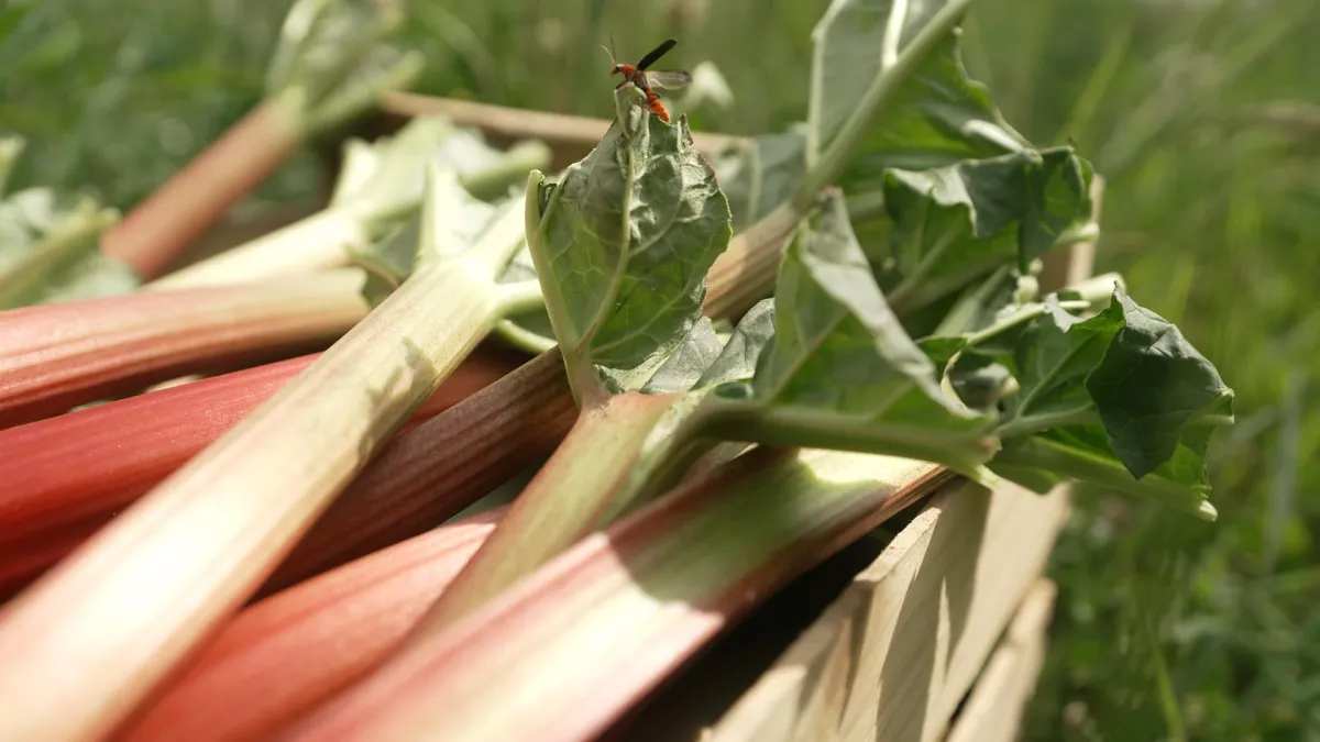 AGDJ rhubarbe