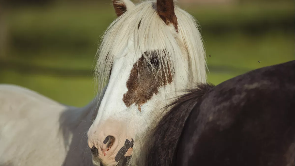 Au galop saison 3